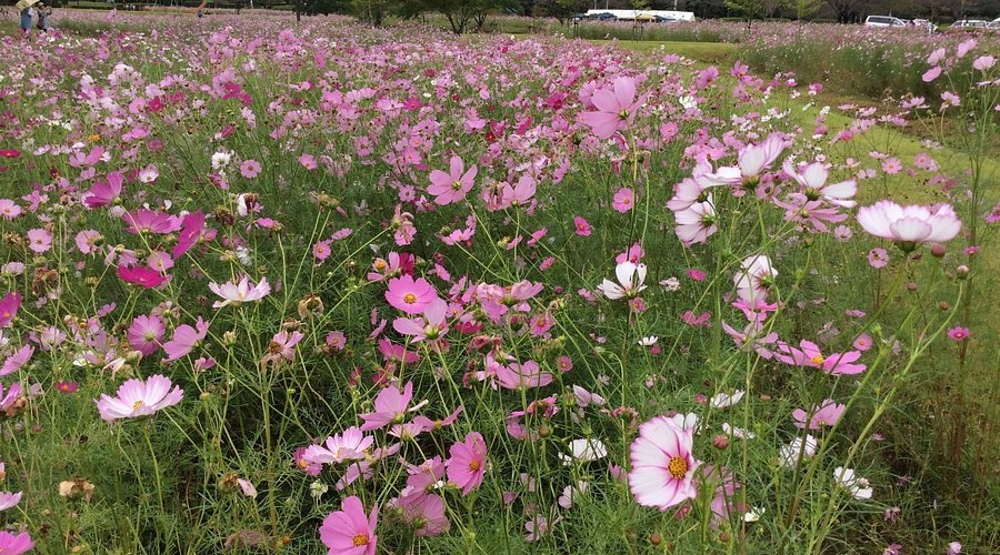 🌸 킨류 공원 - 킨류산 휴식 광장(킨류 코엔 - 킨류산 이코이노 히로바) 이미지 3